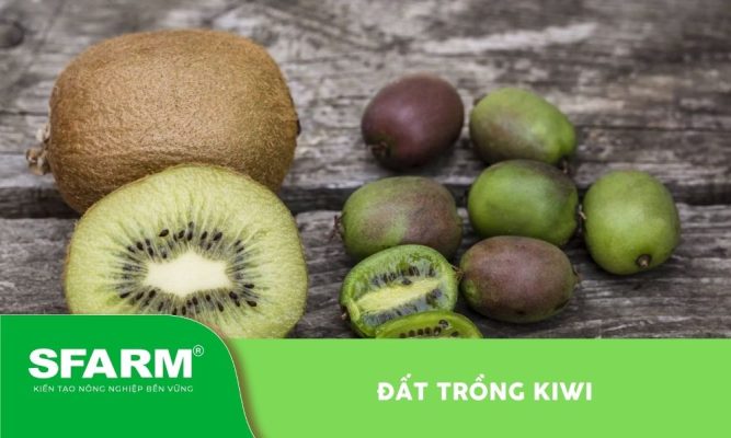 Đất trồng kiwi