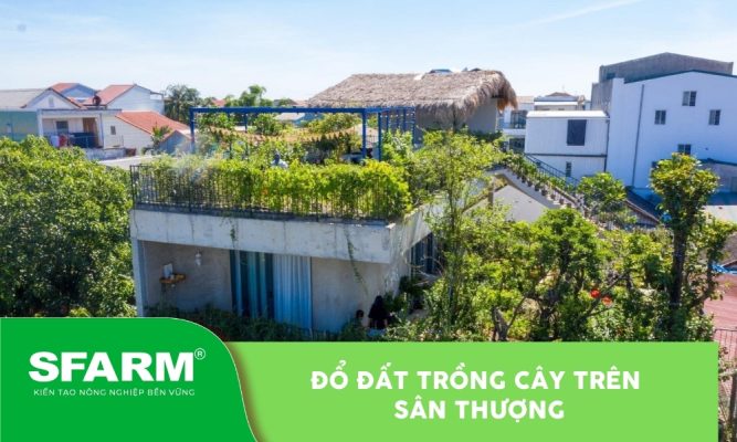Đổ đất trồng cây trên sân thượng
