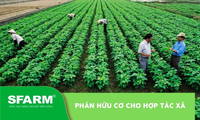 Phân hữu cơ cho hợp tác xã