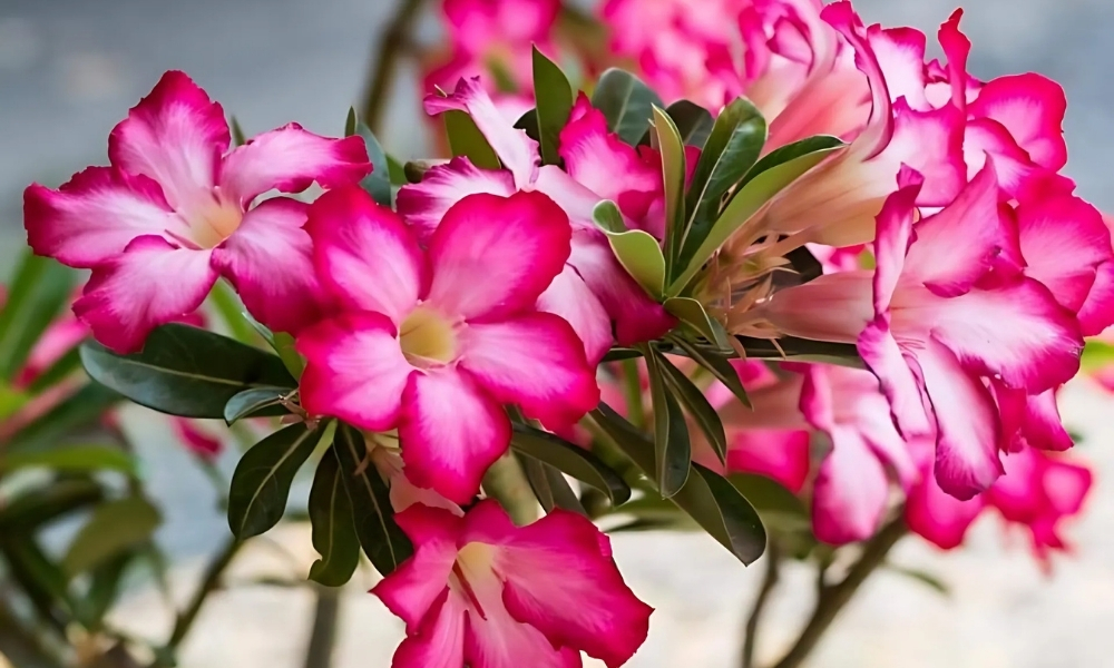 Hoa sứ khoe sắc rực rỡ khi được trộn đất trồng sứ đúng cách