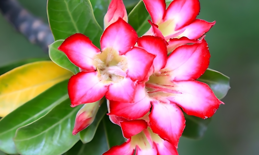 Đặc điểm của hoa sứ