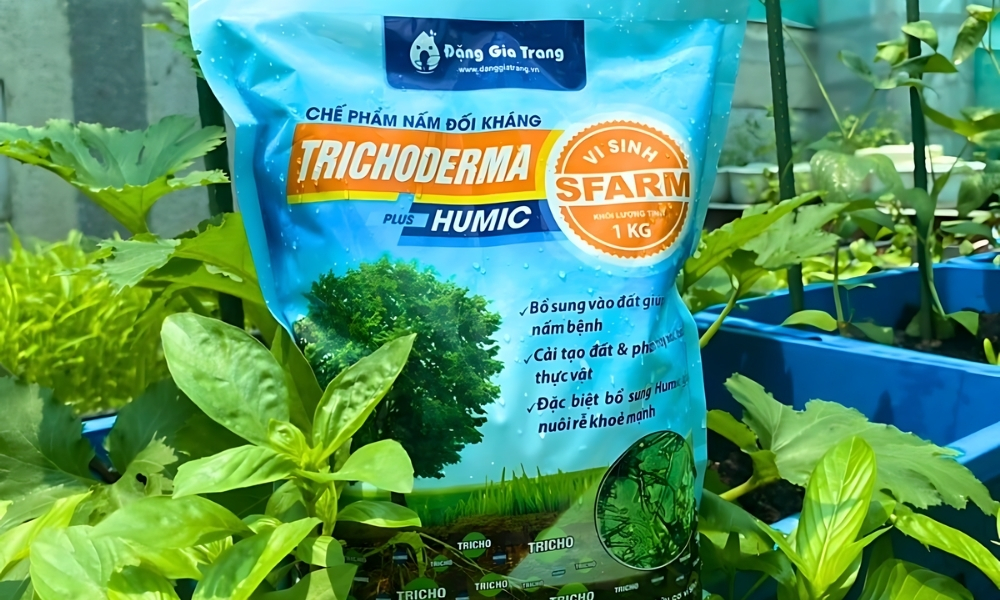 Khi thấy dấu hiệu bệnh, sử dụng Trichoderma để phòng nấm