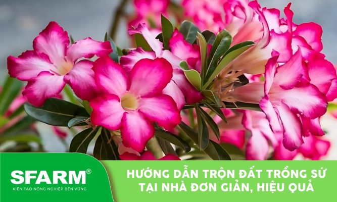 Đất trồng sứ được phối trộn đúng cách – nền tảng cho hoa lâu bền