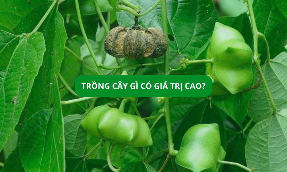 Trồng cây gì có giá trị cao? Top cây trồng hiệu quả kinh tế và dễ tiêu thụ