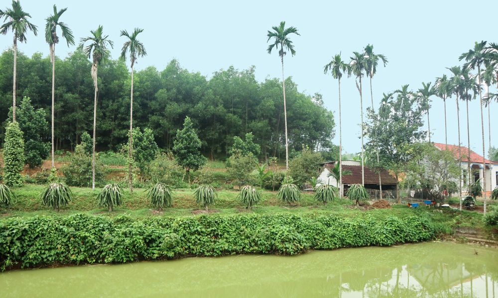 trong cay gi co gia tri cao 16