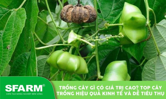 trong cay gi co gia tri cao
