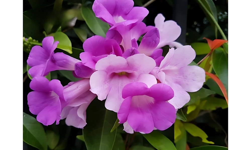 Hoa lan tỏi giúp xua đuổi rắn