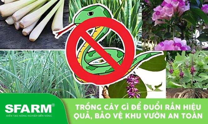 Các gợi ý trồng cây gì để đuổi rắn tự nhiên quanh nhà