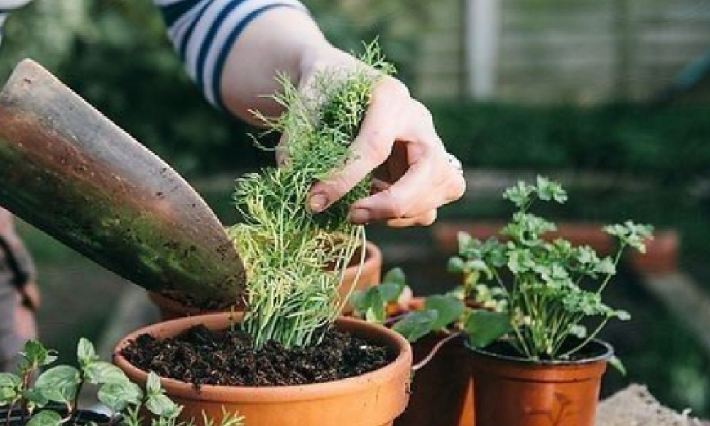 Vì sao nhiều người quan tâm đến trồng cây gì ngắn ngày hiệu quả cao