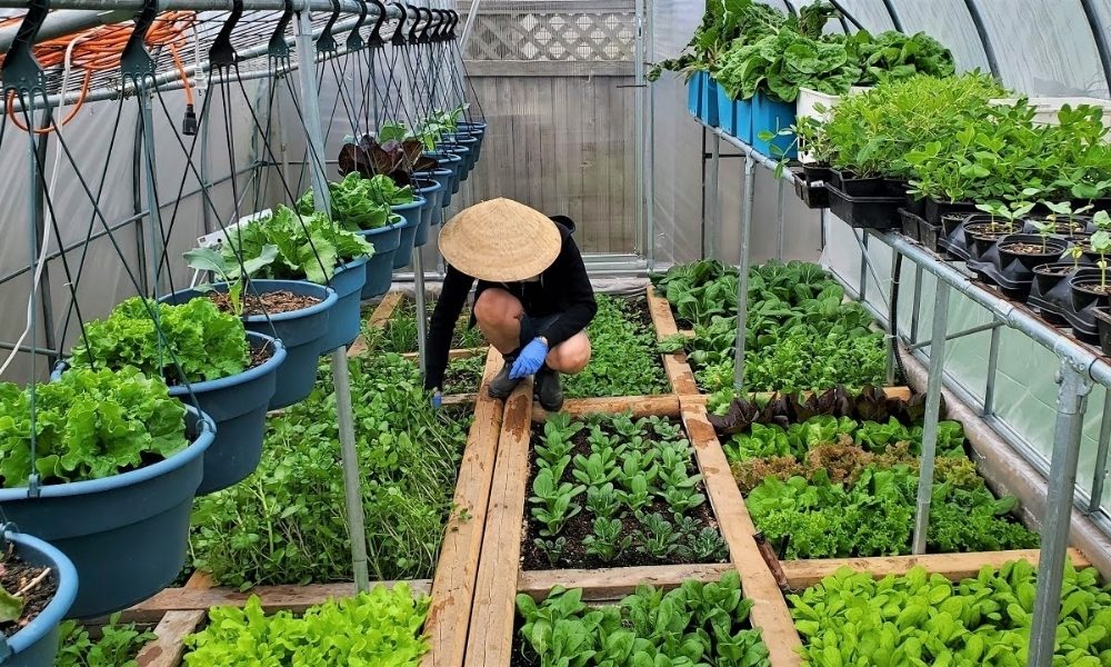 Các loại rau ngắn ngày dễ trồng, nhanh thu hoạch