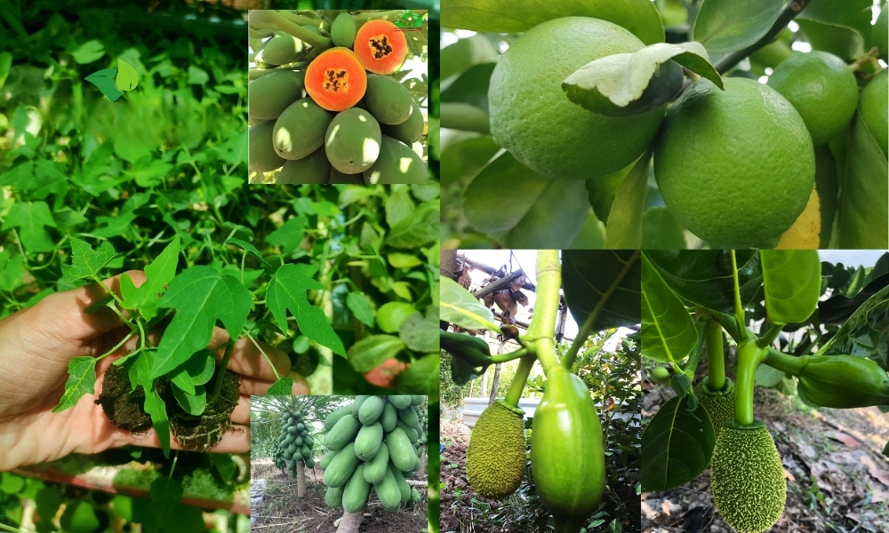 Cây ăn quả ngắn ngày cho thu hoạch sớm