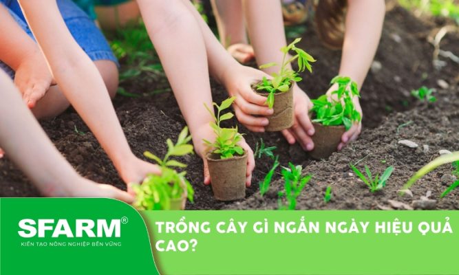 Trồng cây gì ngắn ngày hiệu quả cao? Gợi ý top cây dễ trồng