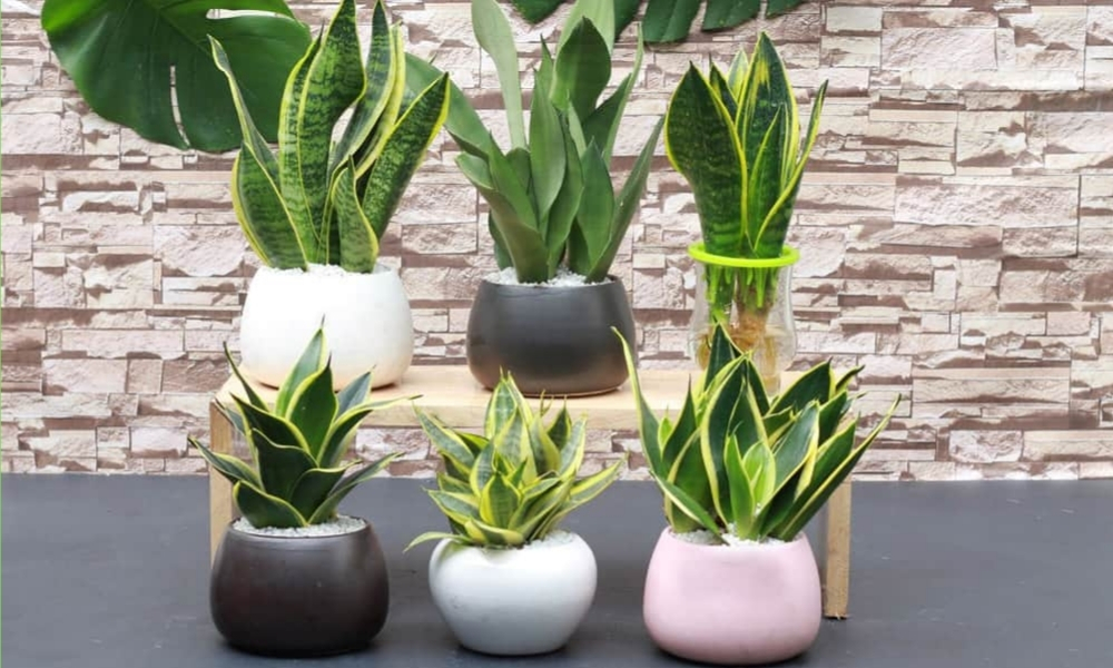 Cây lưỡi hổ: Lọc khí, chịu bóng, phong thủy mạnh