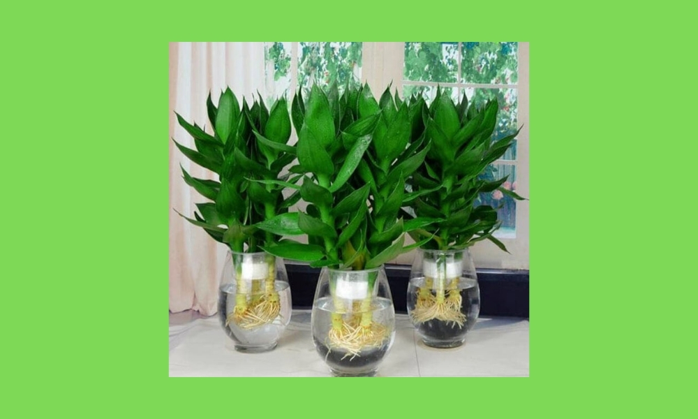 Cây phát lộc: Tài lộc, dễ trồng trong chậu nhỏ