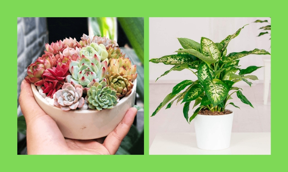 Ưu tiên cây nhỏ gọn như sen đá, ngọc ngân