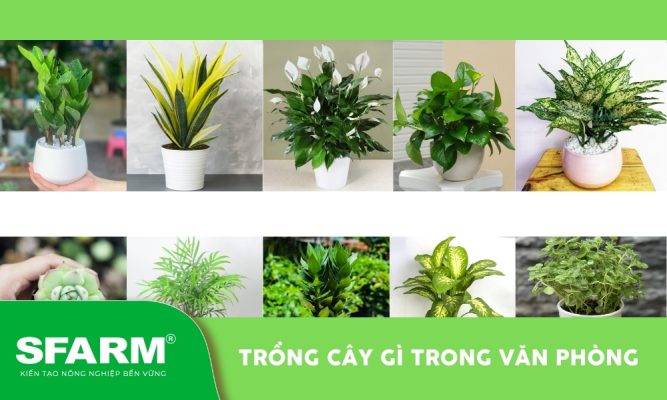Trồng cây gì trong văn phòng
