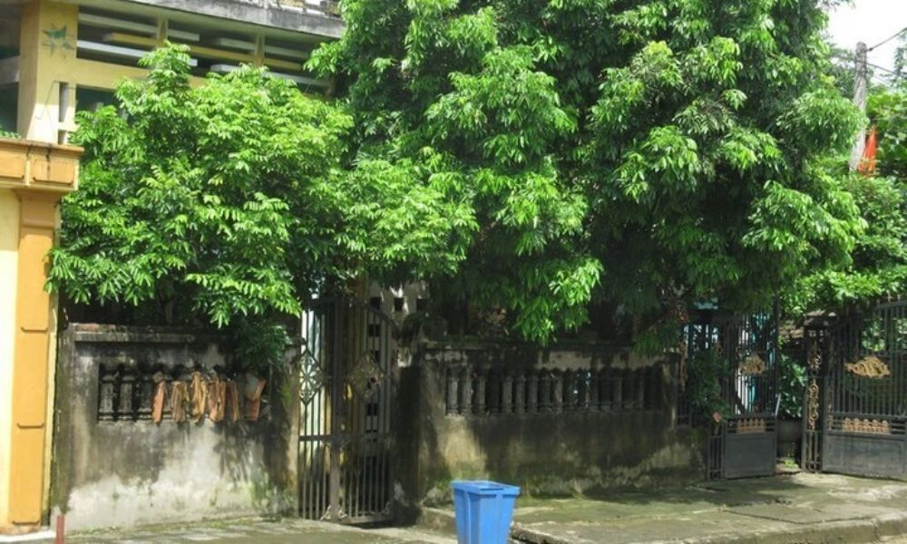 trong cay gi truoc nha 17