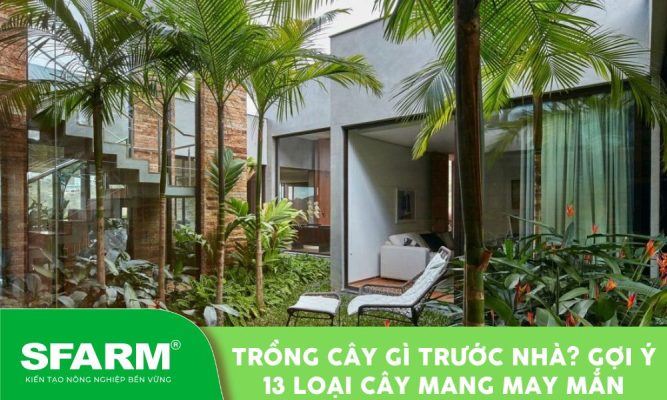 trong cay gi truoc nha