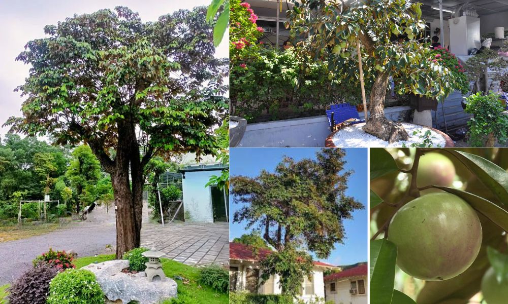 trong cay gi truoc nha 9