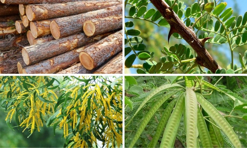 Trồng cây keo để làm gì?