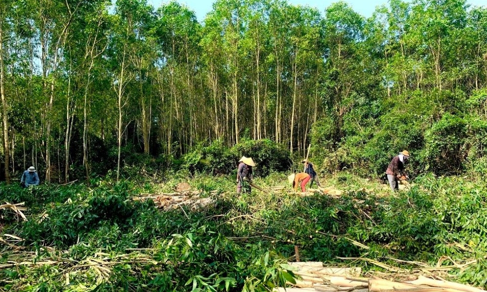 Lợi ích khi trồng cây keo
