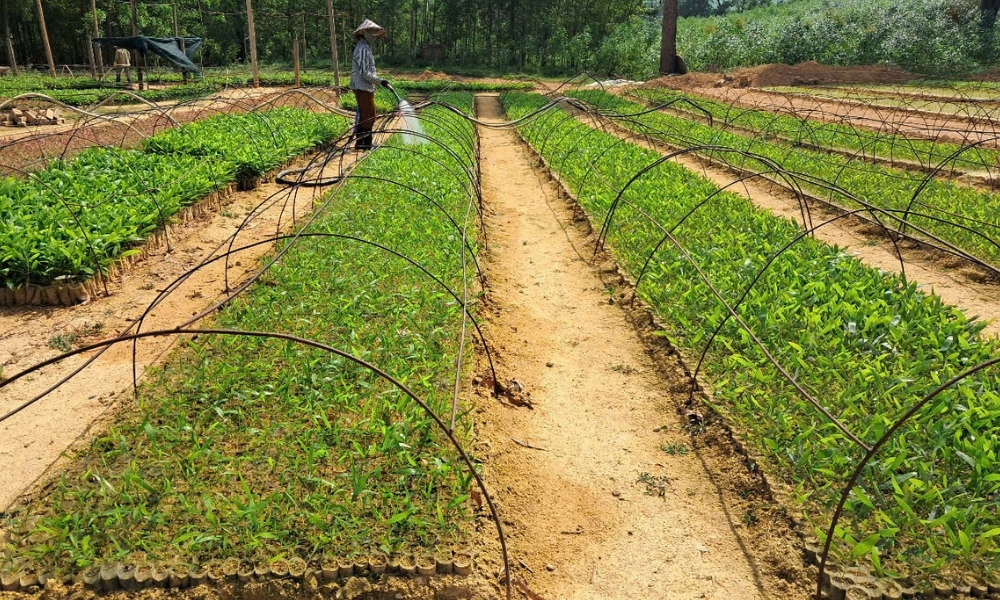 Cách trồng và chăm sóc cây keo đơn giản