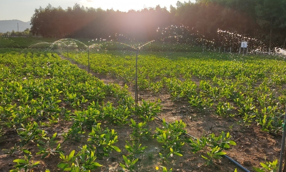 Thu hoạch và giá trị của cây keo