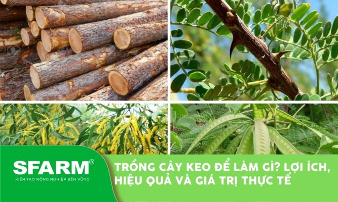 trong cay keo de lam gi thumb