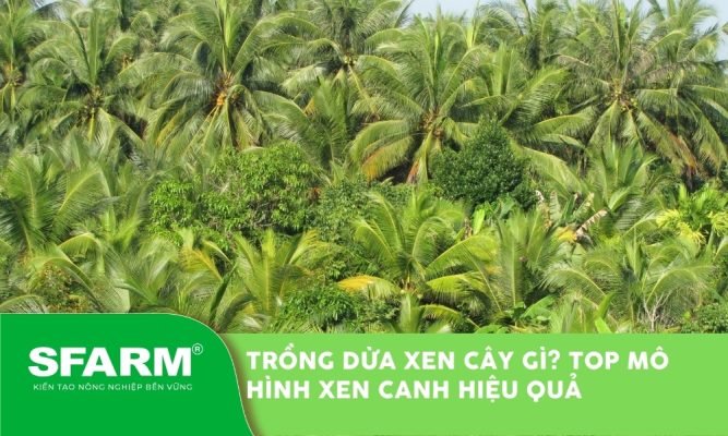 Trồng dừa xen cây gì? Gợi ý các mô hình trồng xen hiệu quả
