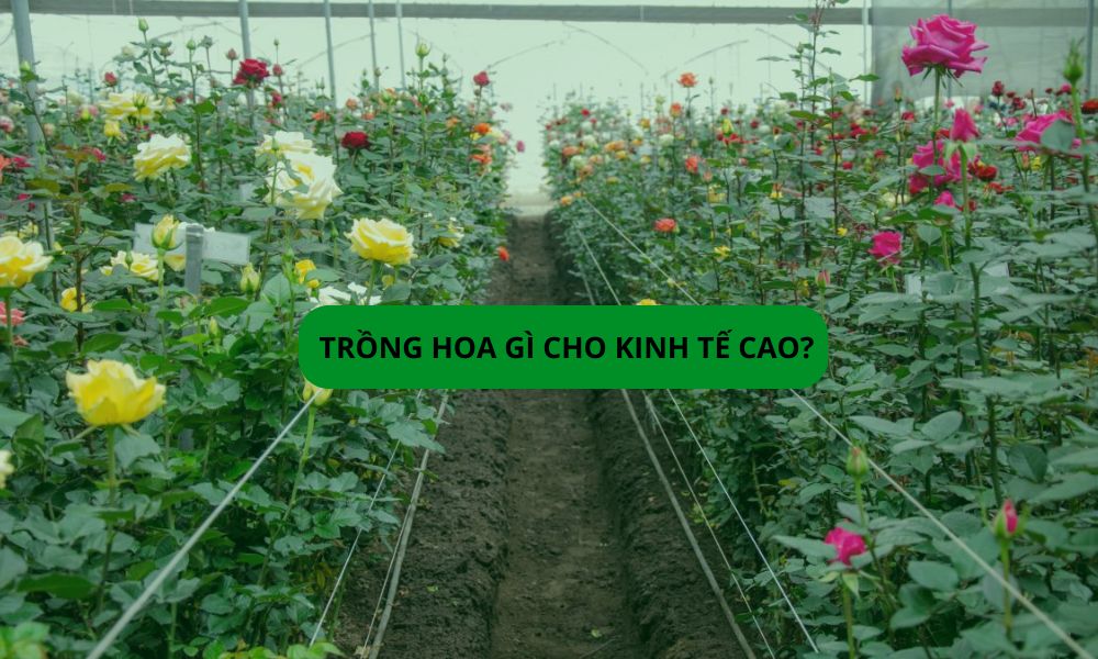Trồng hoa gì cho kinh tế cao? Gợi ý những loại hoa mang lại thu nhập ổn định