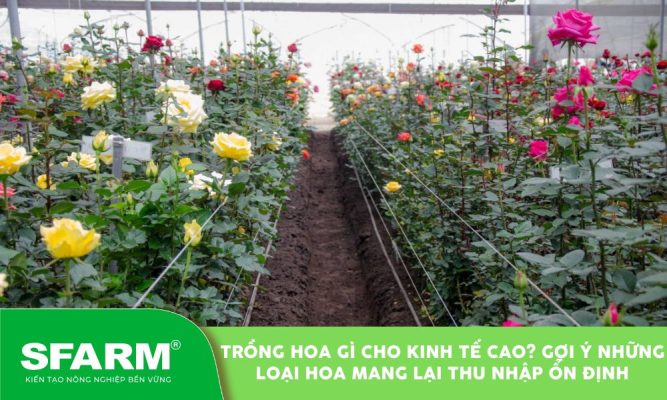 trong hoa gi cho kinh te cao