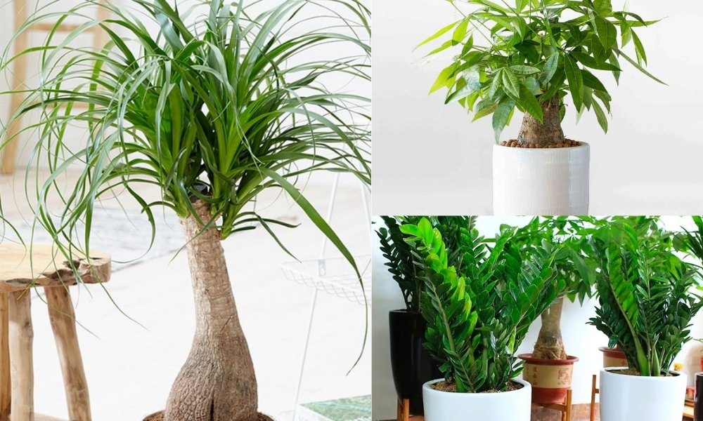 Trong nhà nên trồng cây gì phù hợp?