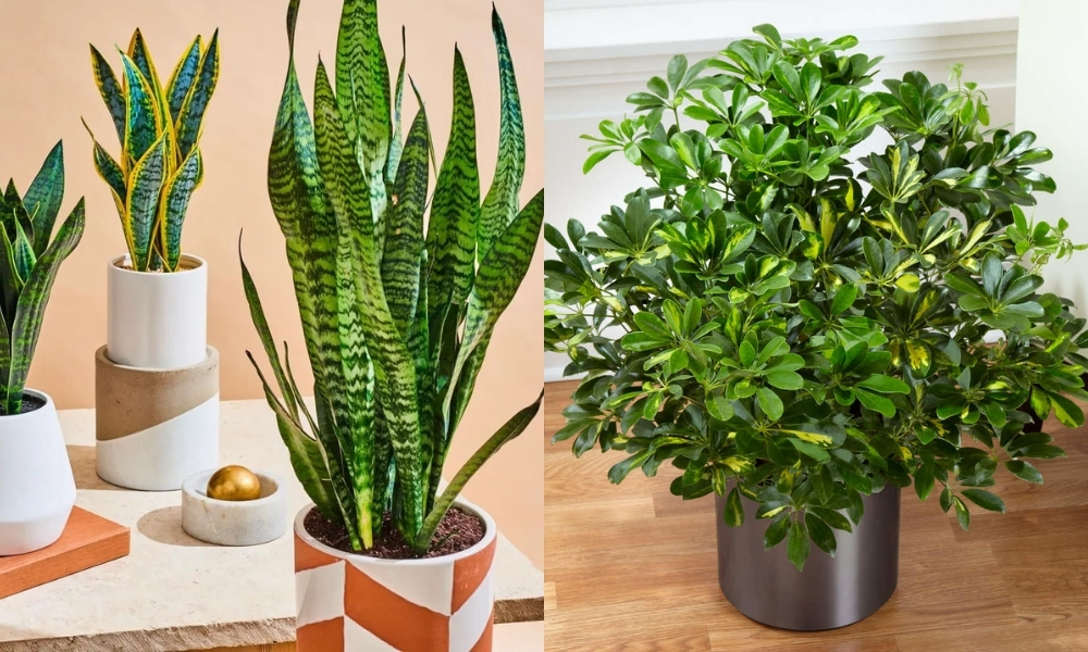 Các loại cây trồng trong nhà mà vẫn tươi tốt