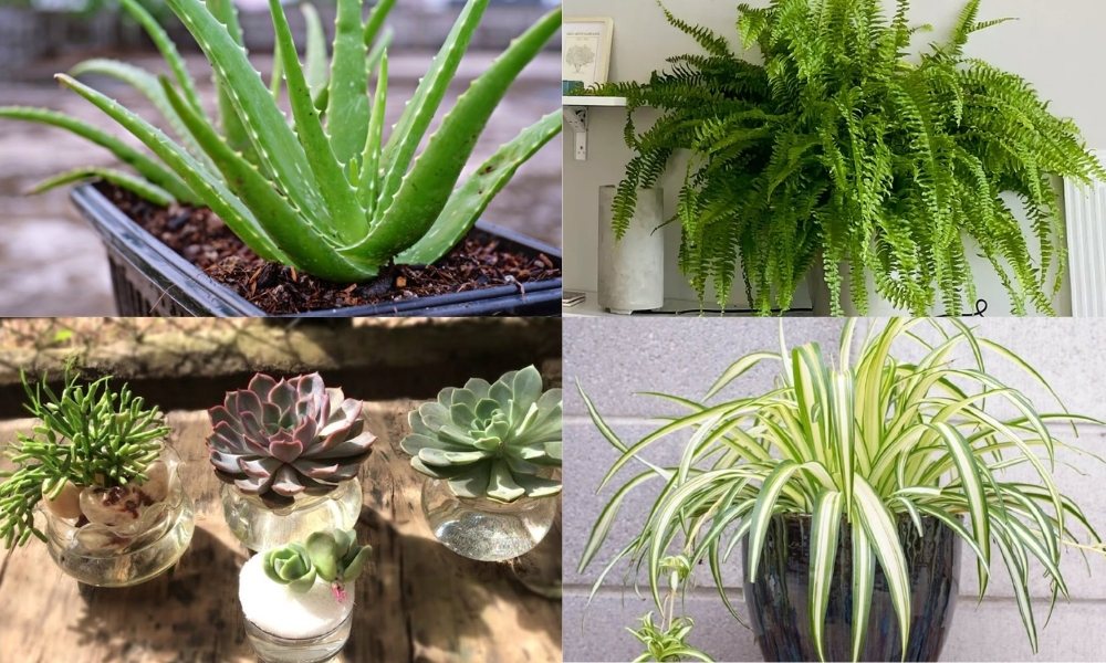 Những loại cây trồng trong nhà tốt cho sức khỏe