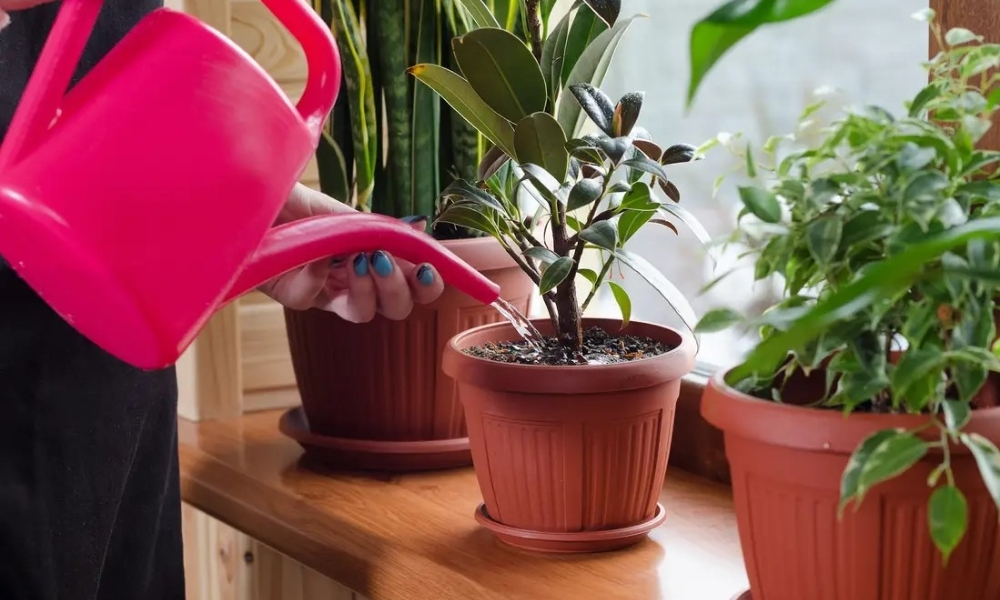 Mẹo chọn và chăm sóc cây trồng trong nhà