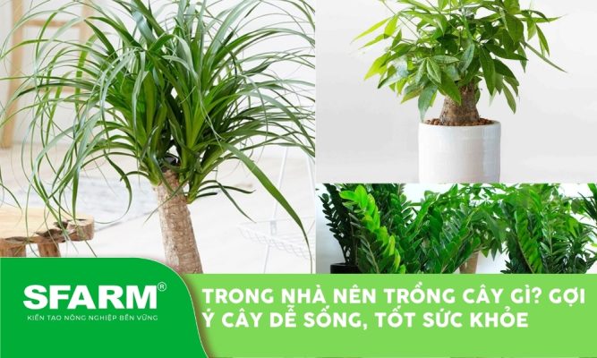 Trong nhà nên trồng cây gì? Gợi ý cây dễ sống, tốt sức khỏe