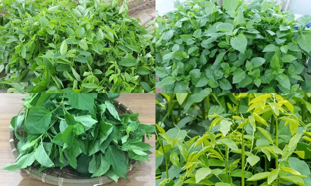 trong rau gi nhanh thu hoach nhat 15