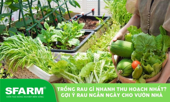 trong rau gi nhanh thu hoach nhat