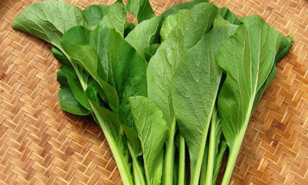 Cải ngọt: Thu hoạch nhanh, ít sâu mùa mưa