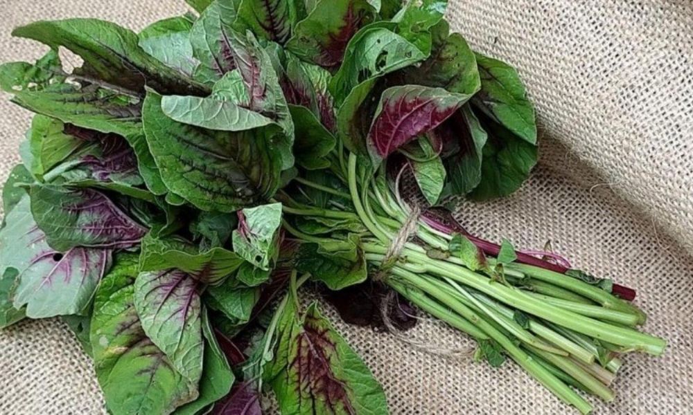 Rau dền: Chịu ngập, dinh dưỡng cao mùa mưa