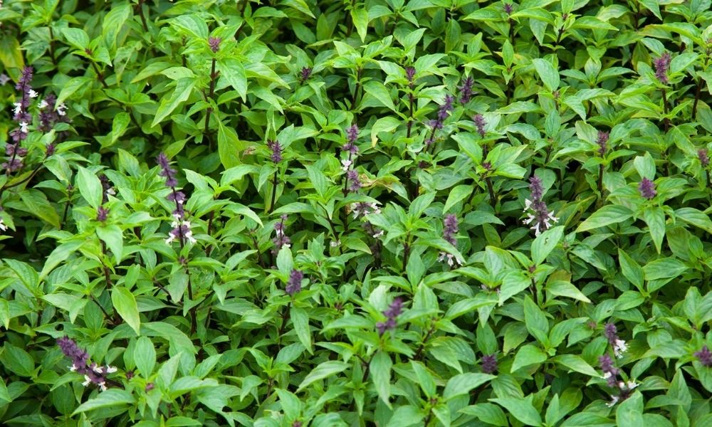Húng quế: Gia vị, hợp chậu nhỏ mùa mưa