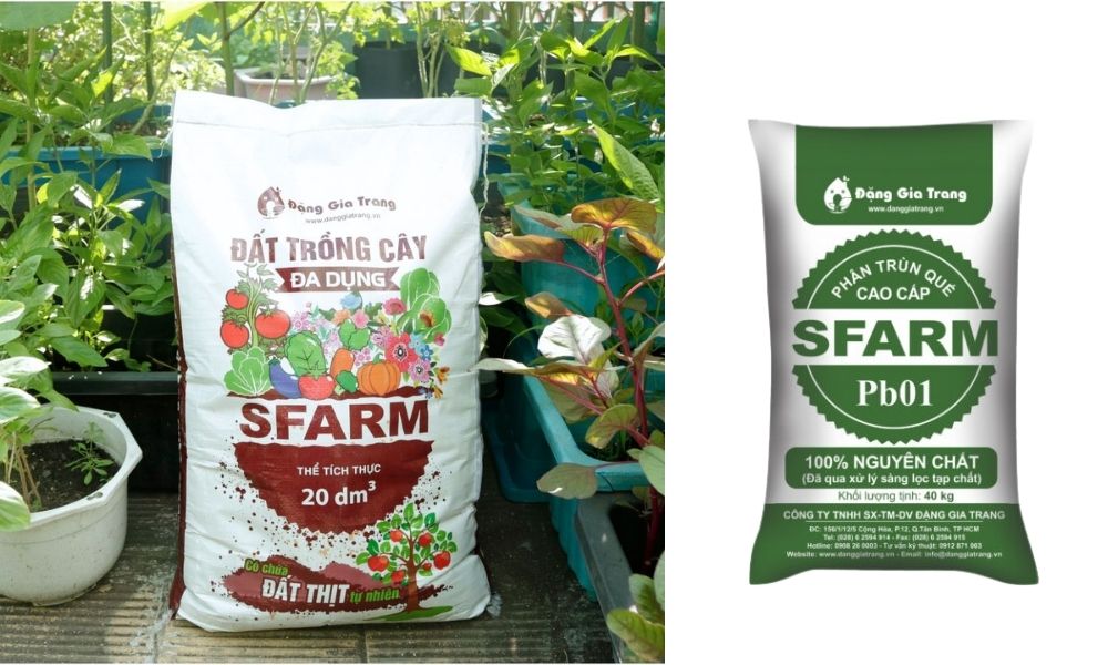 Đất trồng và phân trùn quế SFARM giúp rau xanh, tốt