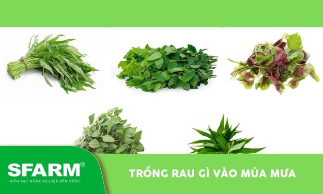 Trồng rau gì vào mùa mưa