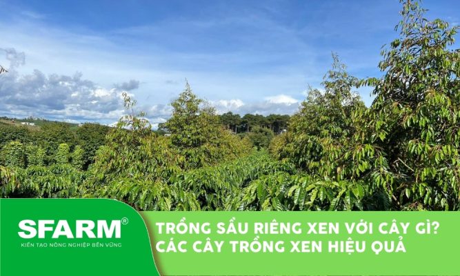 Trồng sầu riêng xen với cây gì? Các loại cây trồng xen canh hiệu quả