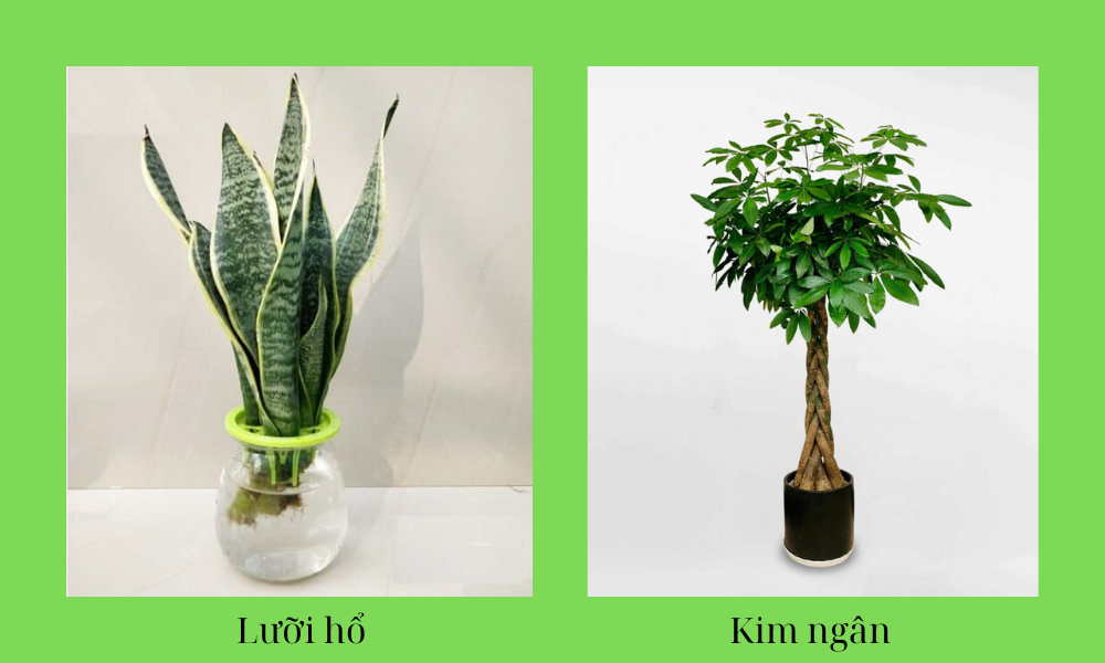 Cây hợp mệnh Kim