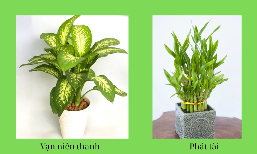 Cây hợp mệnh Mộc