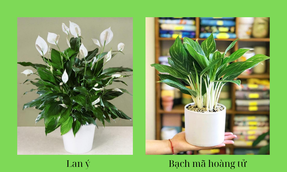 Cây hợp mệnh Thủy
