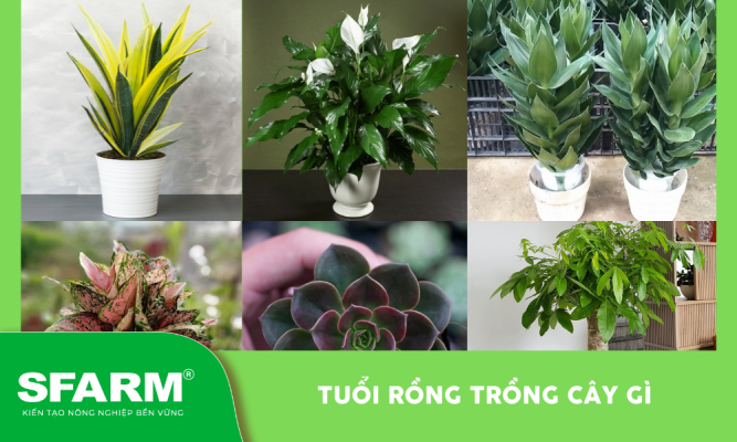 Tuổi Rồng trồng cây gì
