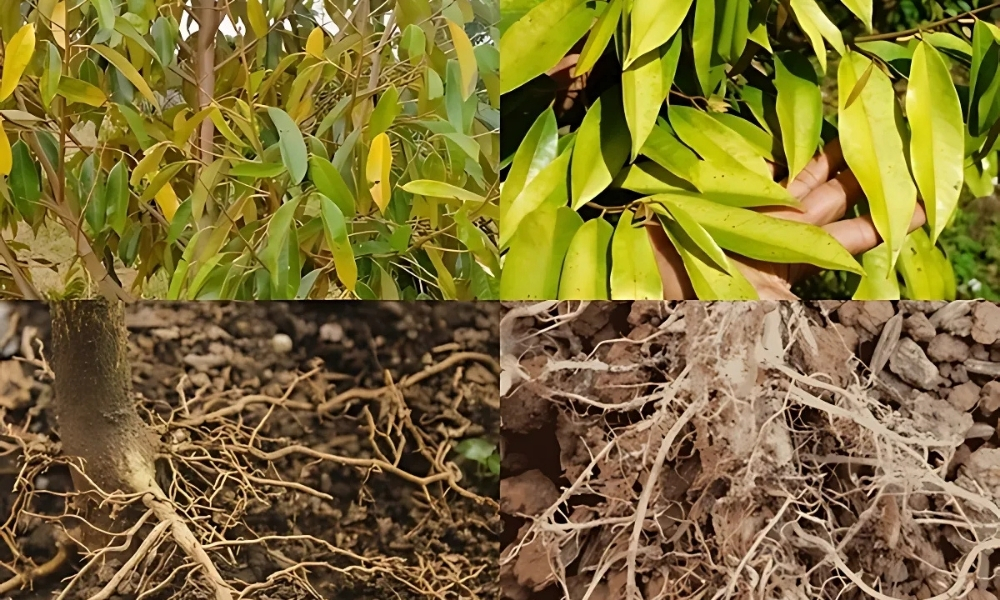 Rễ hoa bị thối, vàng lá