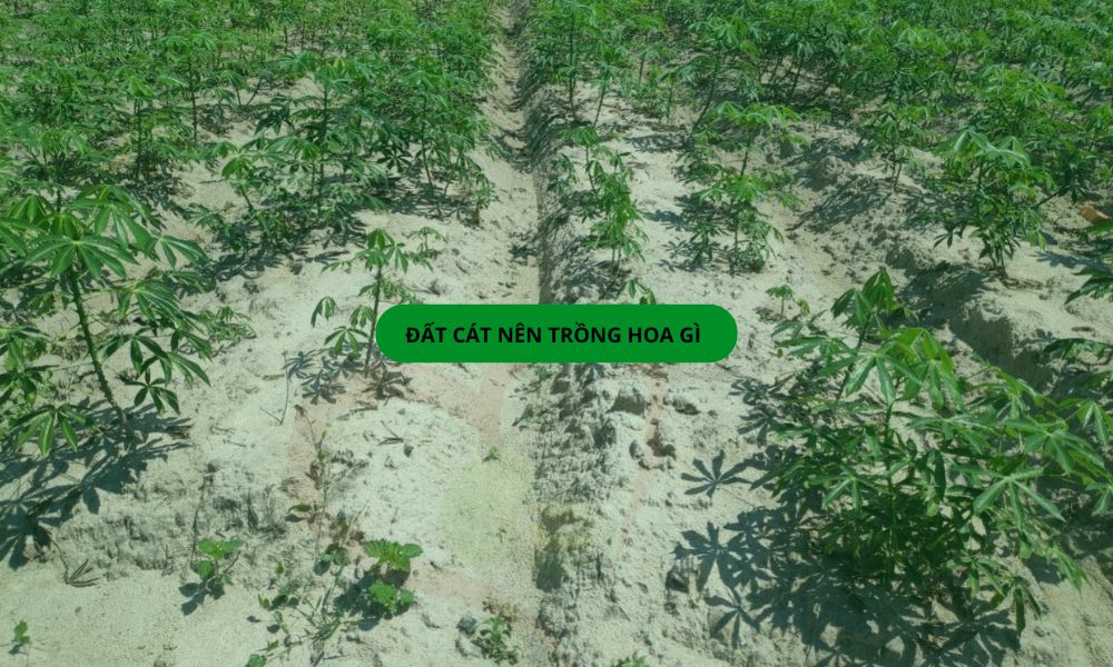 Đất cát nên trồng hoa gì để ra rễ nhanh, dễ chăm, nở lâu tàn